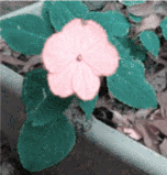 Simulated Daltonised